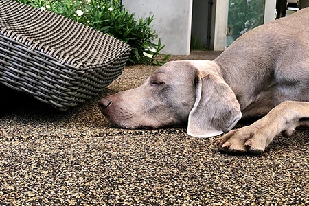 Weimaraner lying relaxed in front of wicker chair on brown WARCO--dog floor covering.